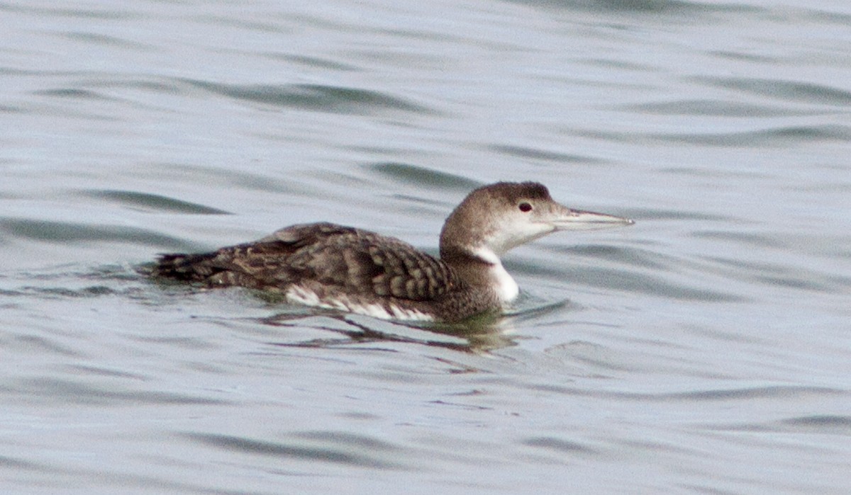 Common Loon - ML93145361