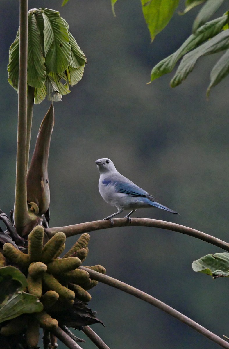 Blue-gray Tanager - Roger Horn
