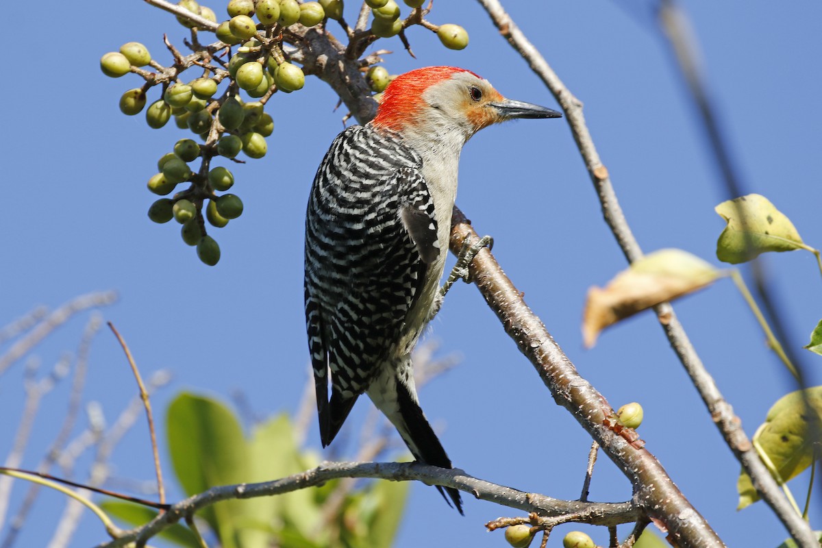 Red-bellied Woodpecker - ML93147721