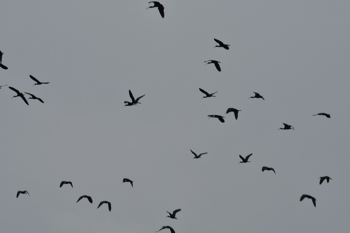 ibis hnědý - ML93151161