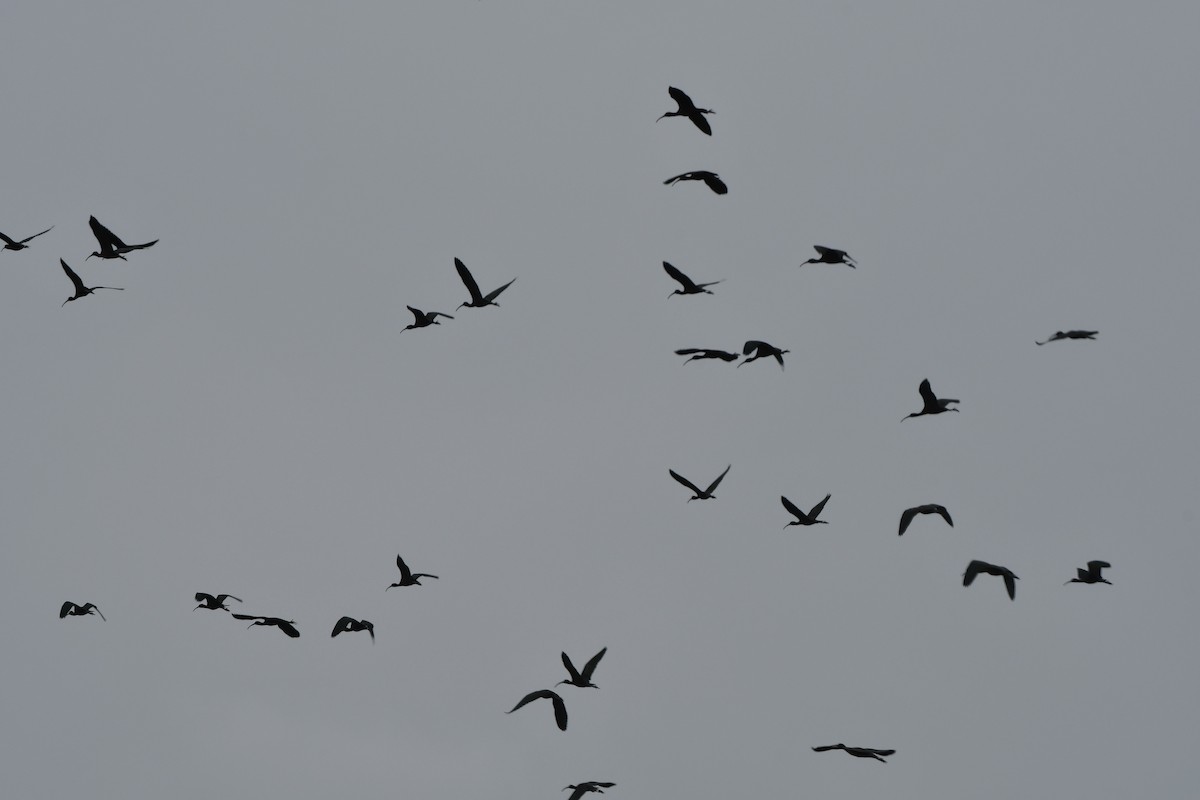ibis hnědý - ML93151181