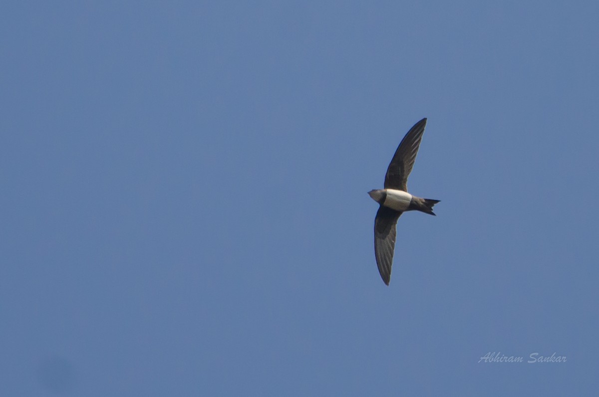 Alpine Swift - ML93153051