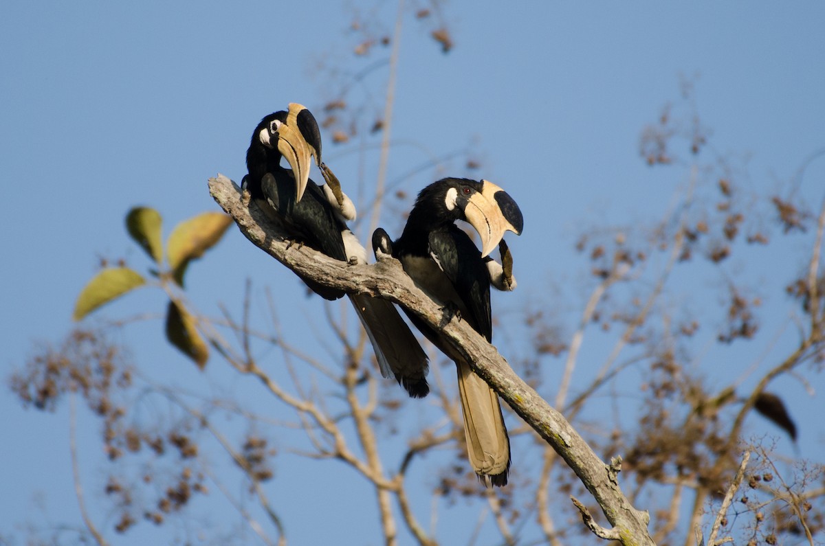 Malabar Pied-Hornbill - ML93153311