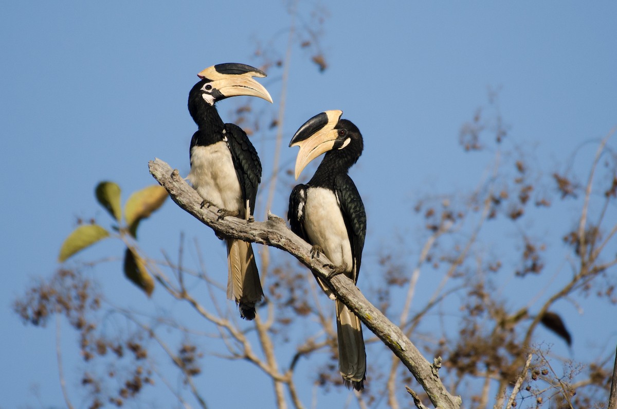 Malabar Pied-Hornbill - ML93153321