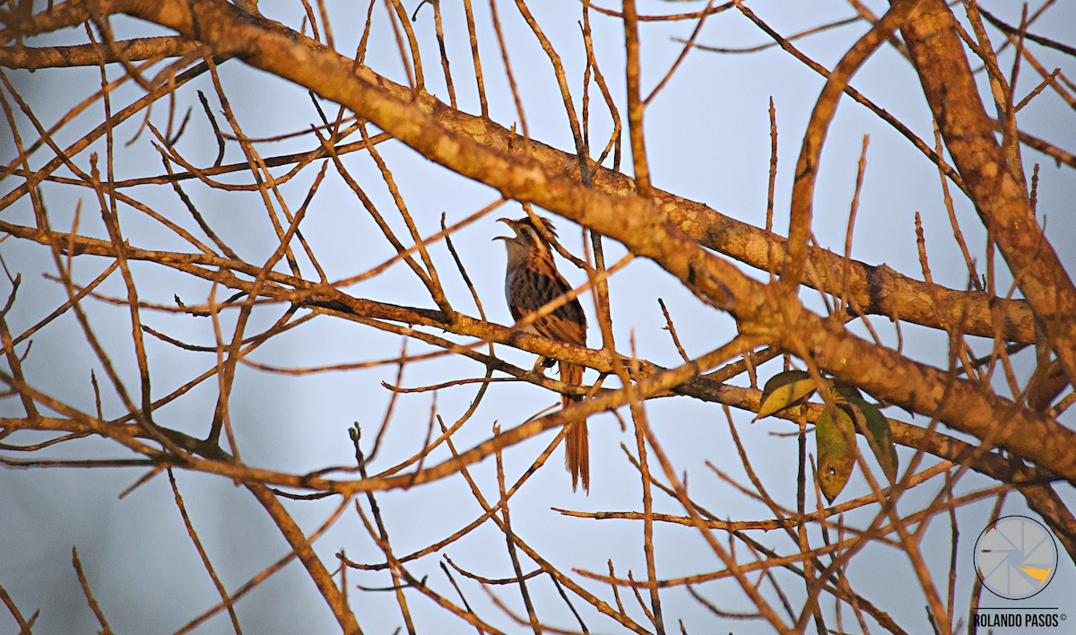 Striped Cuckoo - ML93154711