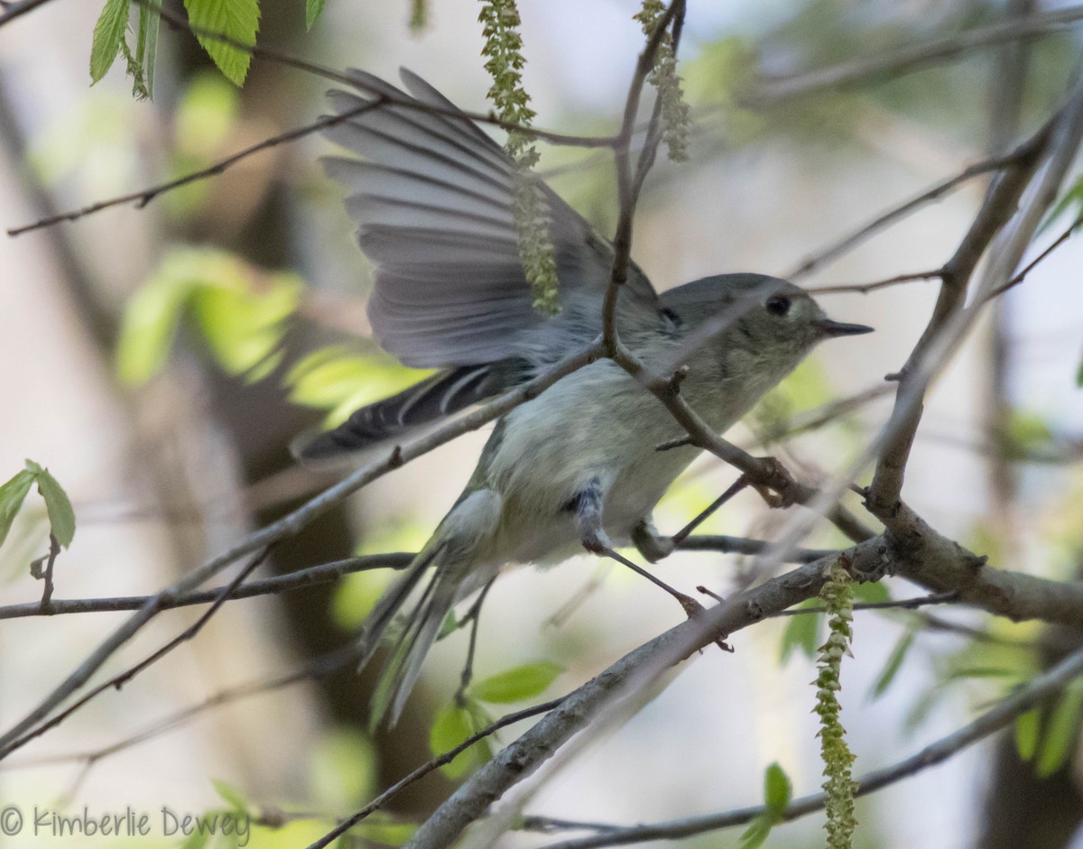 Ruby-crowned Kinglet - Kimberlie Dewey