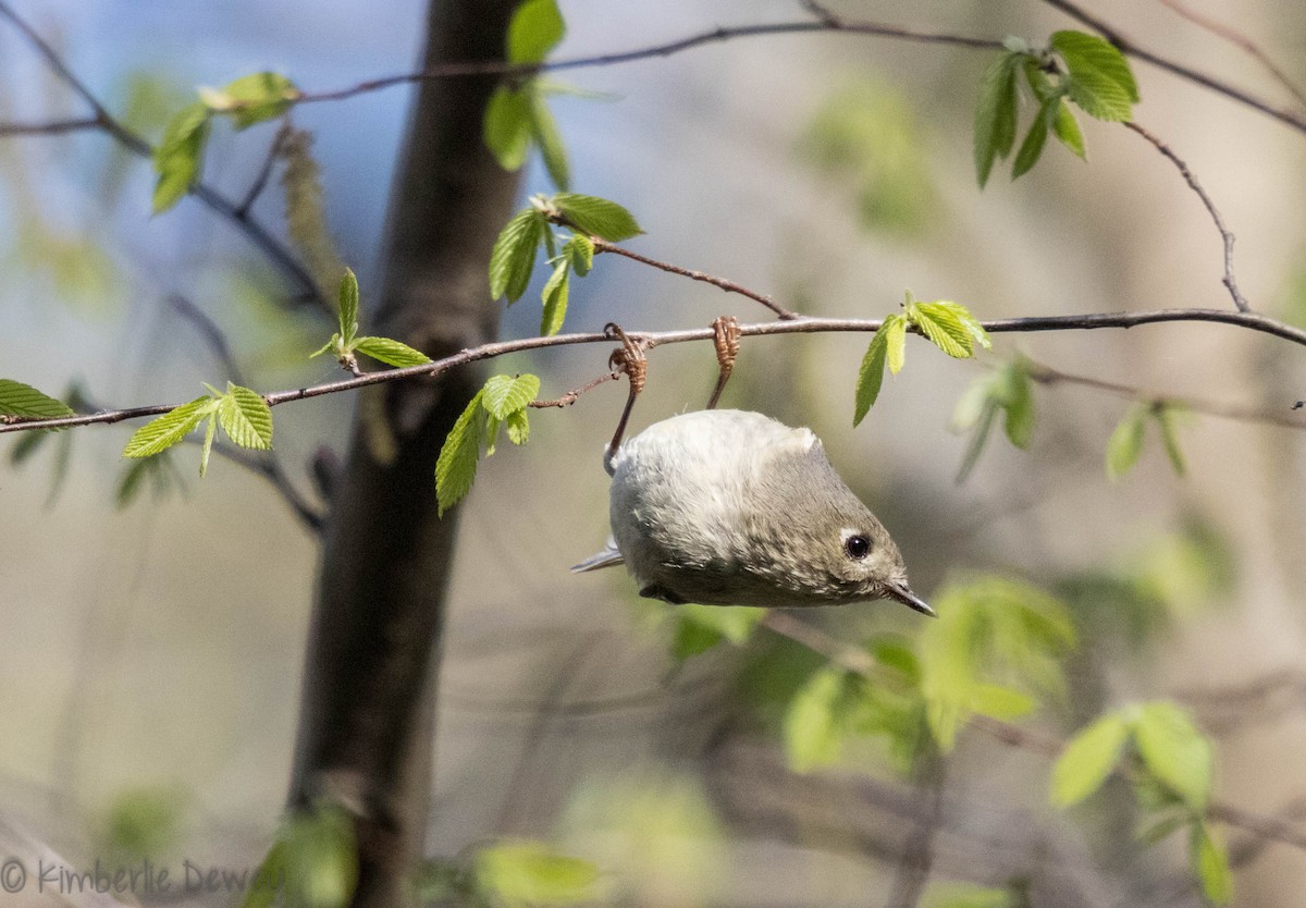 Ruby-crowned Kinglet - Kimberlie Dewey