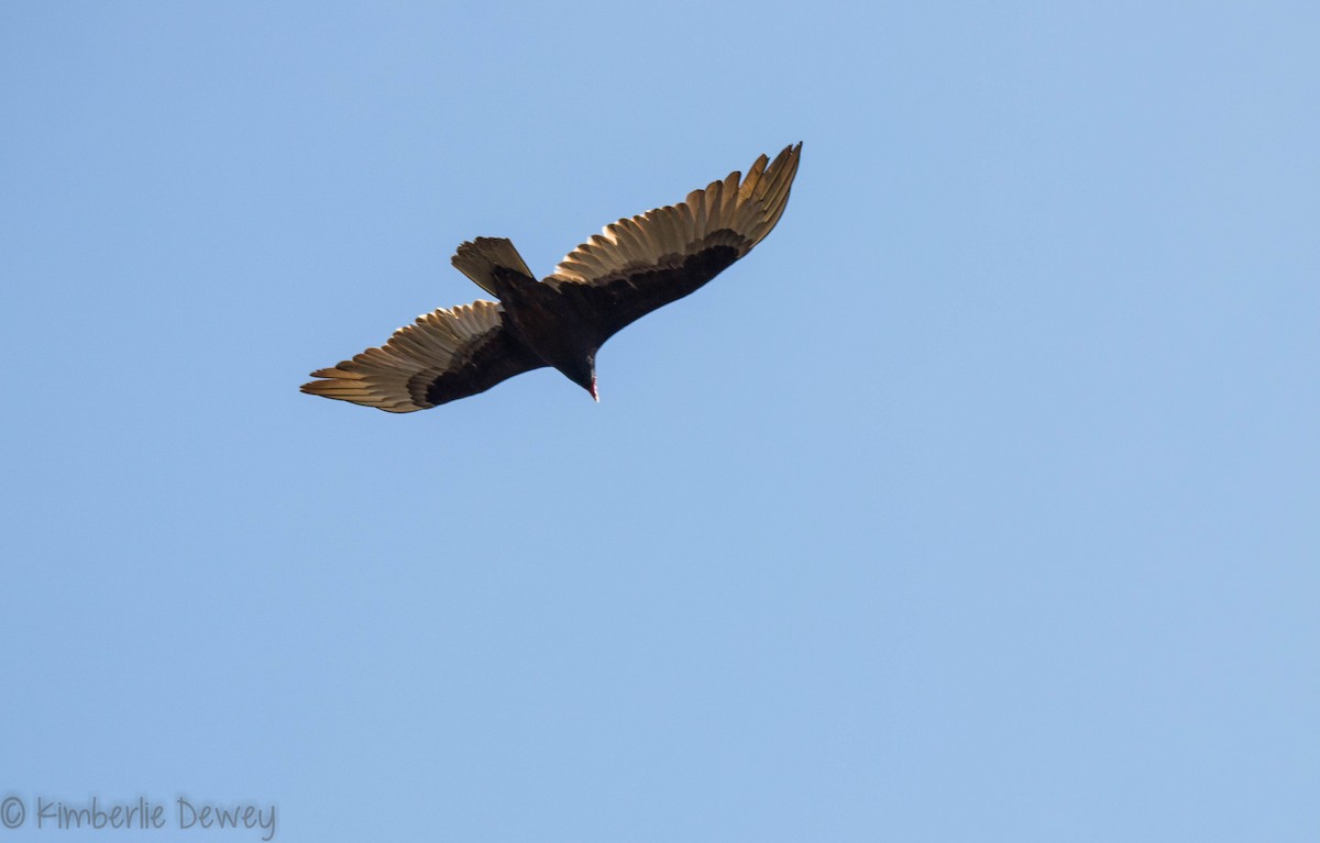 Turkey Vulture - ML93156001