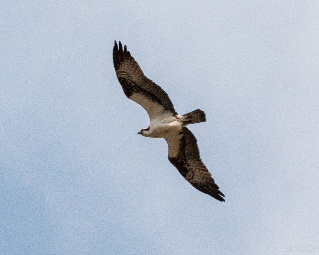 Osprey - ML93156081