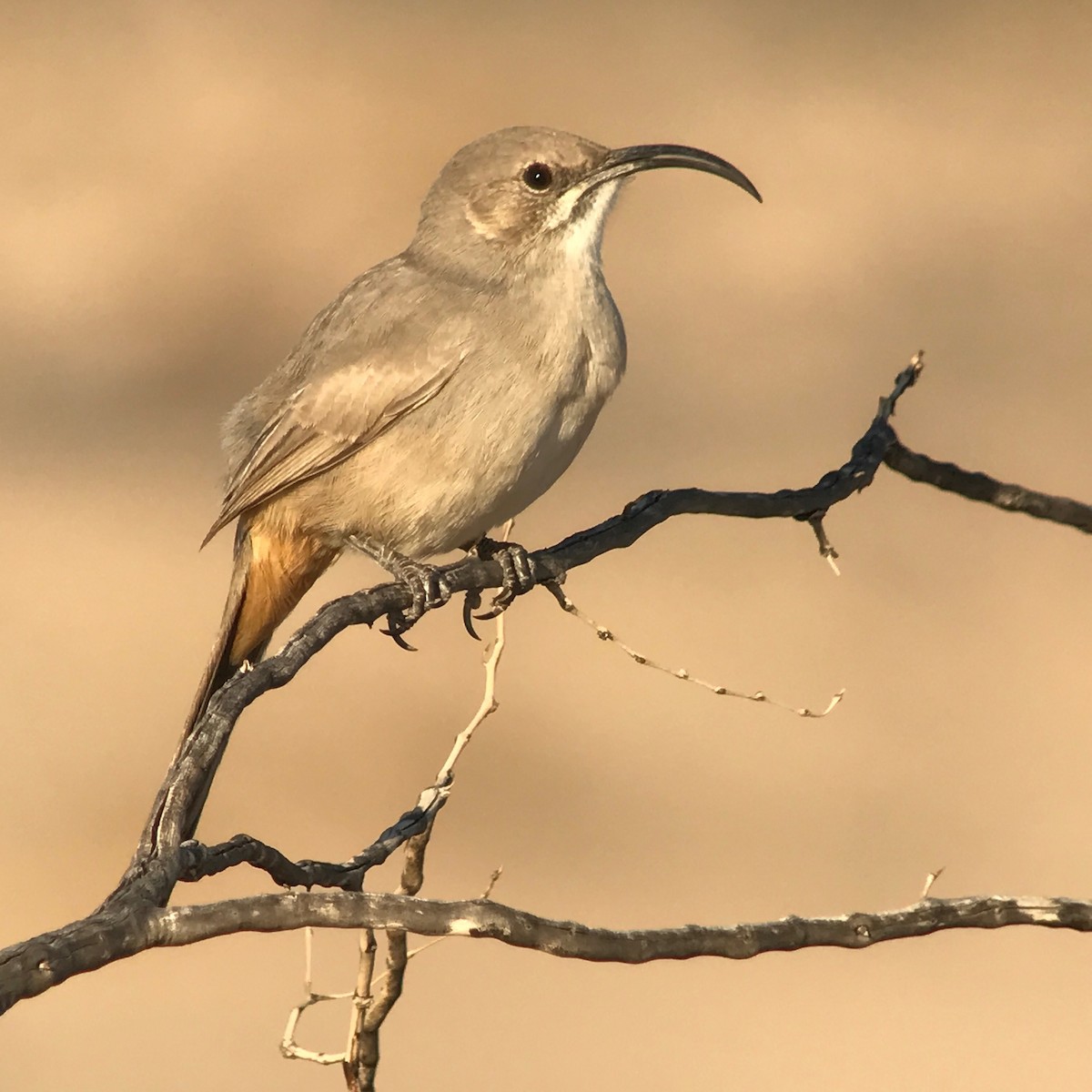 LeConte's Thrasher - Brennan Mulrooney