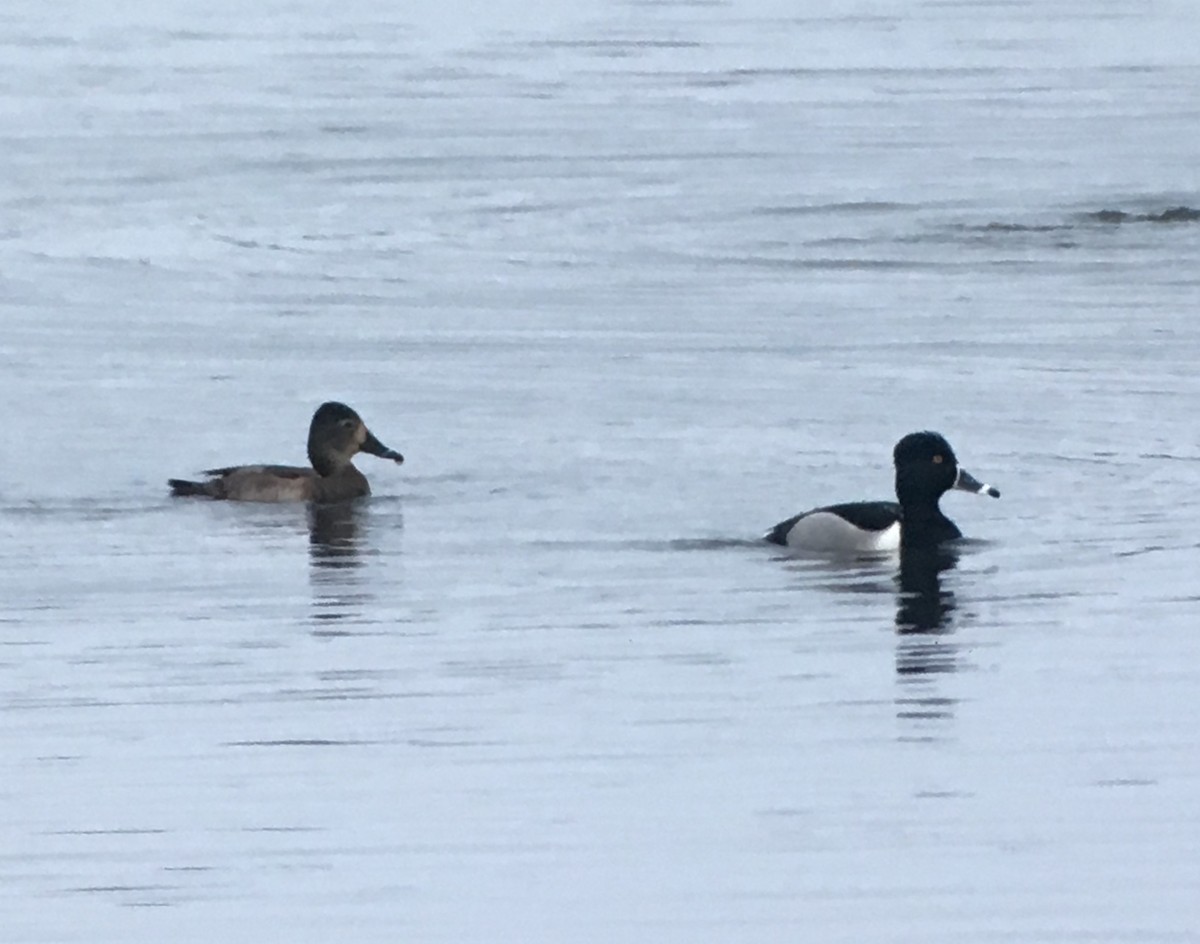 Ring-necked Duck - ML93157861