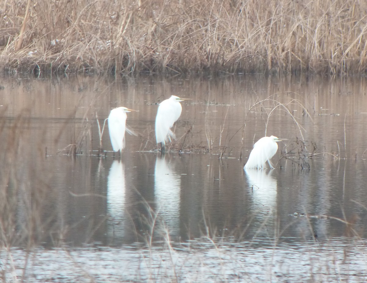 Great Egret - R Green