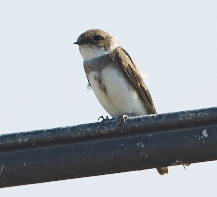 Bank Swallow - ML93162901