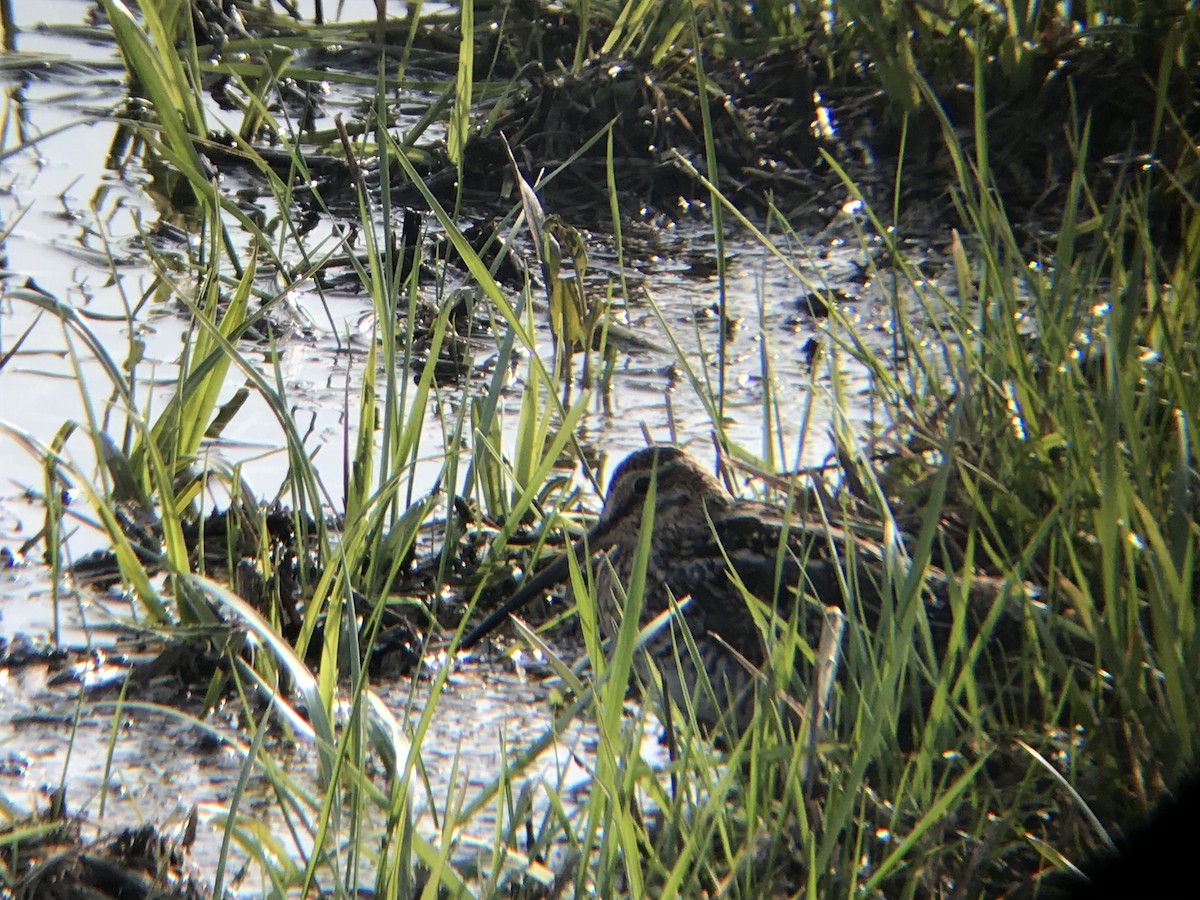 Wilson's Snipe - ML93163551