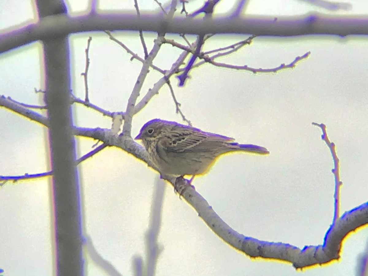 Vesper Sparrow - ML93163691