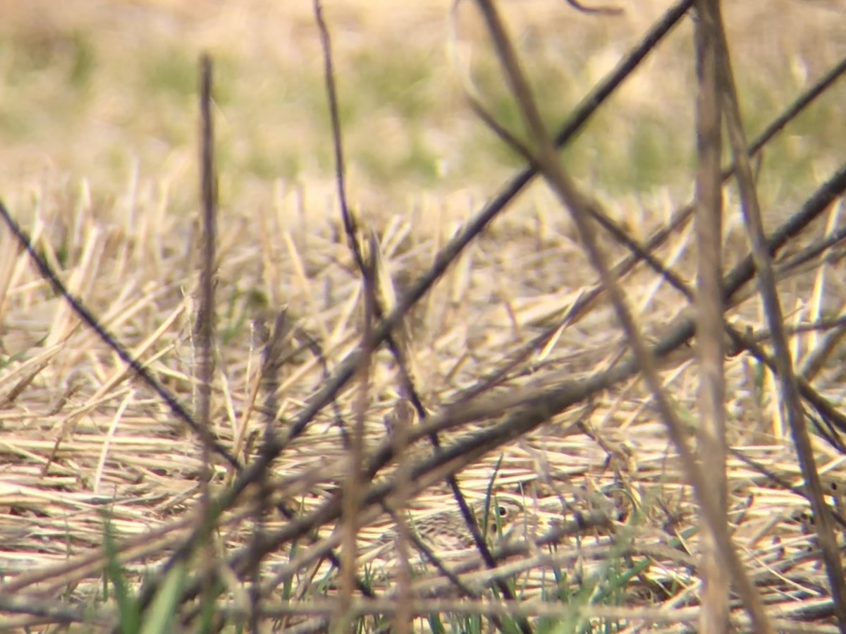 Vesper Sparrow - ML93163731