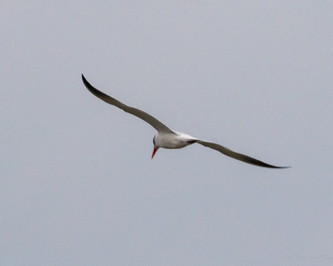 Caspian Tern - Pat Schiller