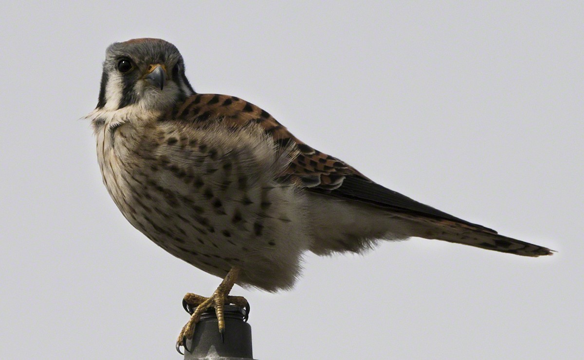American Kestrel - ML93165241