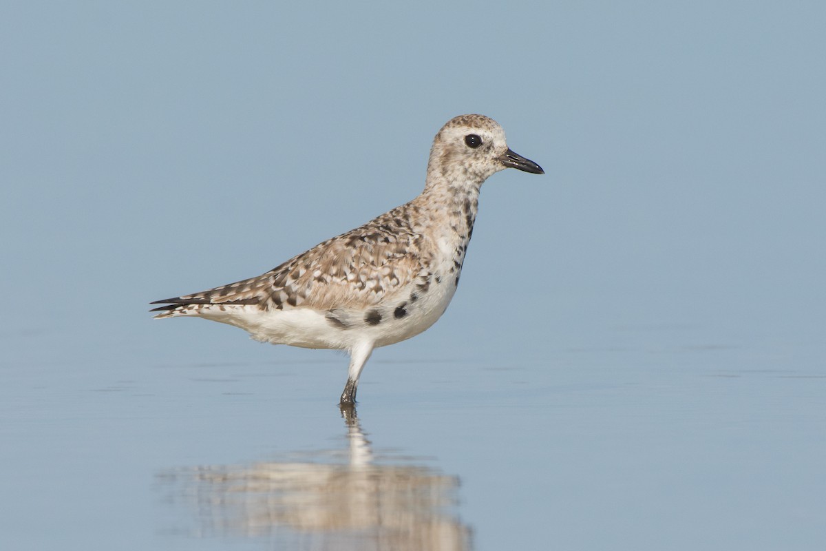 Black-bellied Plover - ML93165541