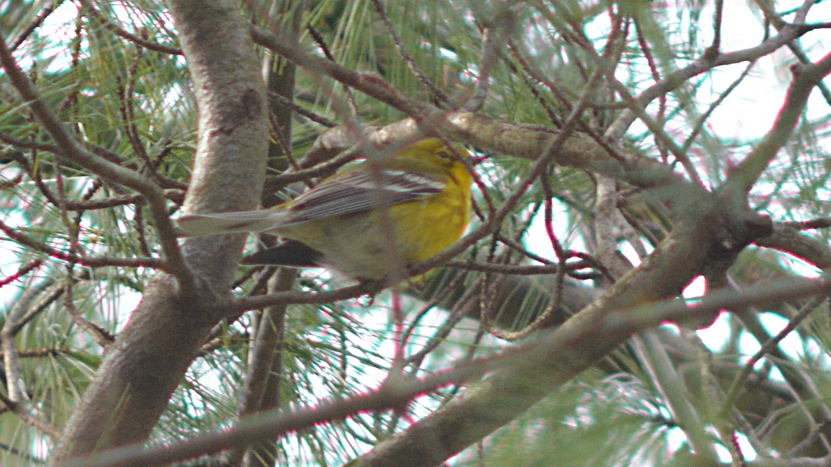 Pine Warbler - Carl Winstead