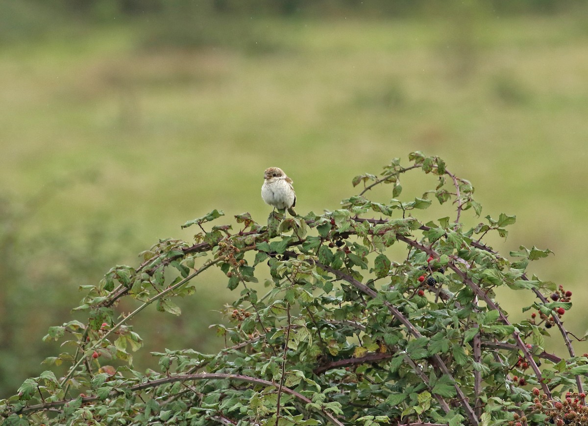 Woodchat Shrike - Andrew Steele