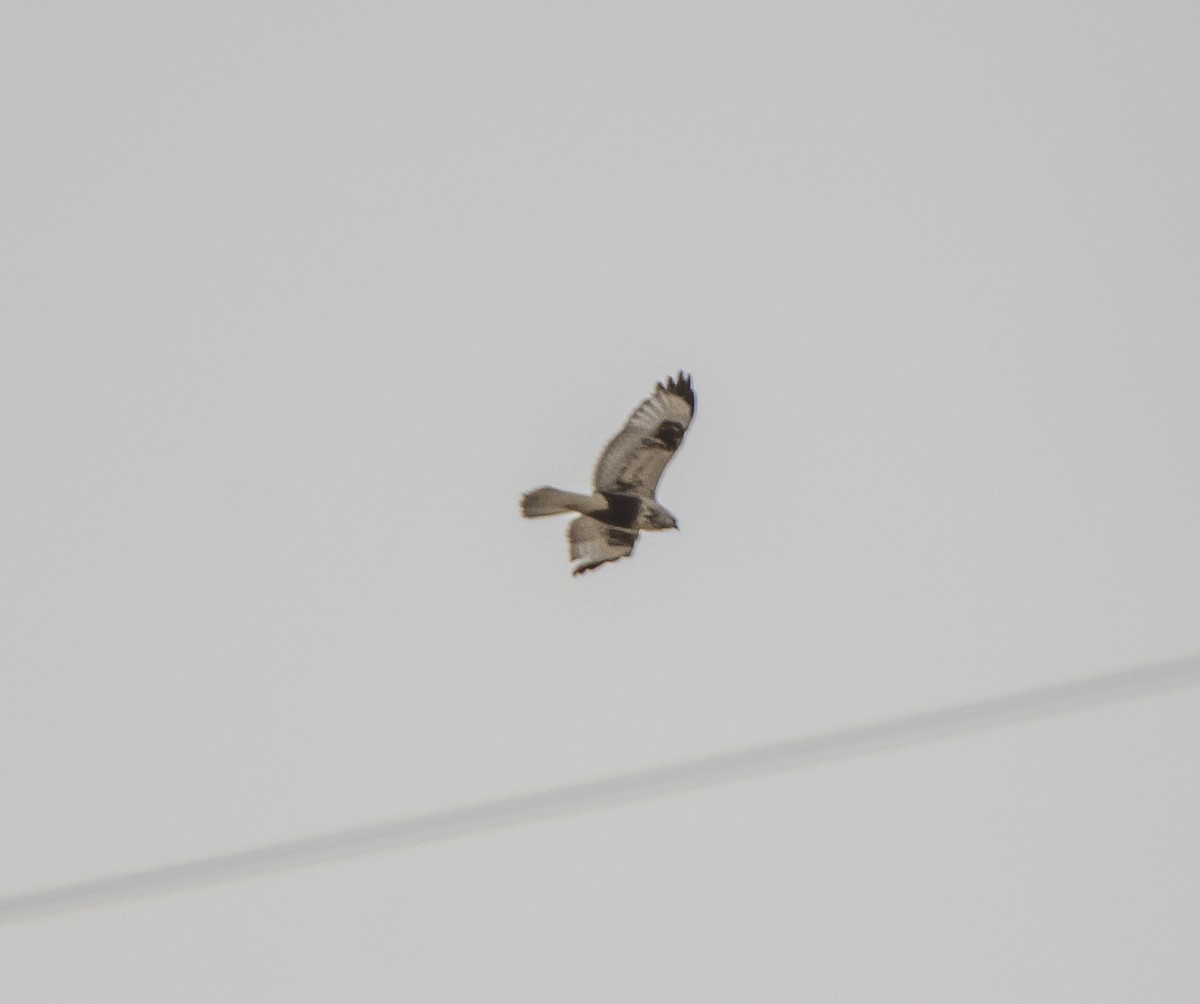 Rough-legged Hawk - ML93170741