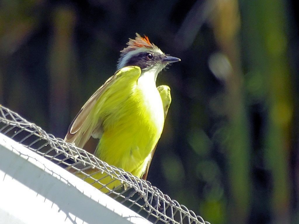 Social Flycatcher (Vermilion-crowned) - ML93171121