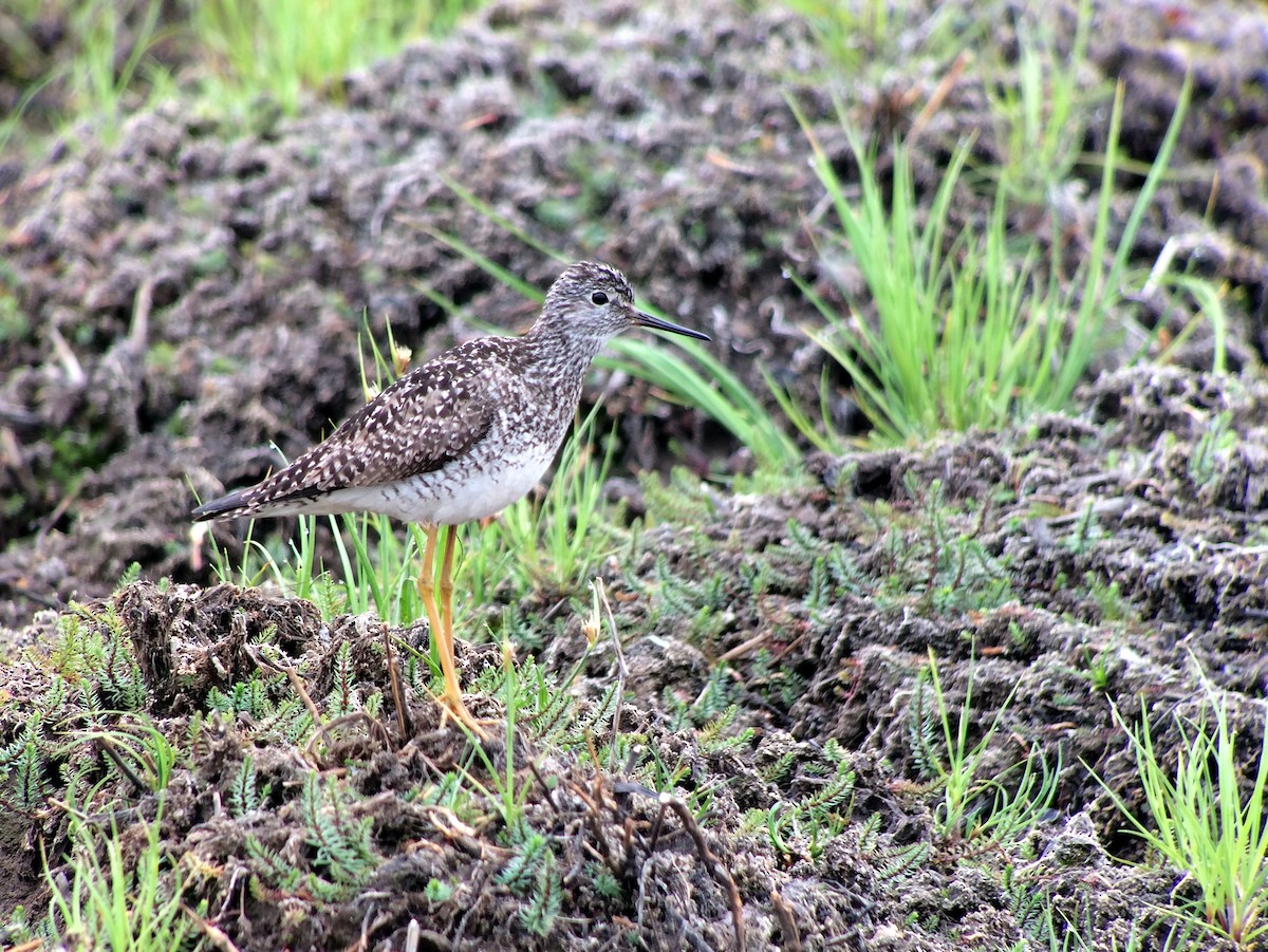 Lesser Yellowlegs - Brennan Mulrooney