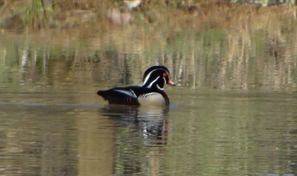 Wood Duck - ML93172291