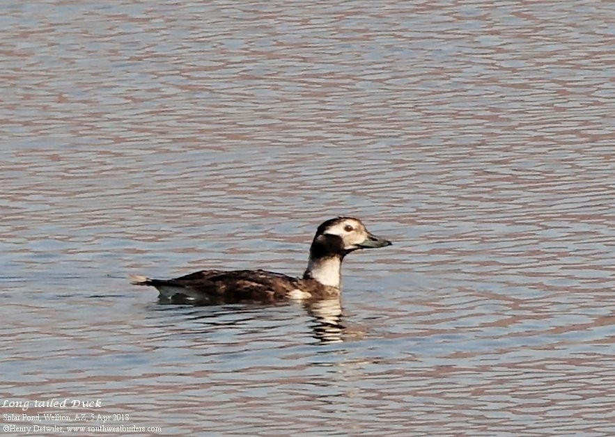 Long-tailed Duck - Henry Detwiler