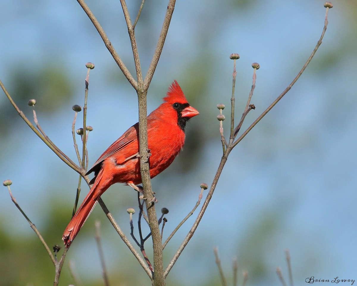 Northern Cardinal - Brian Lowry