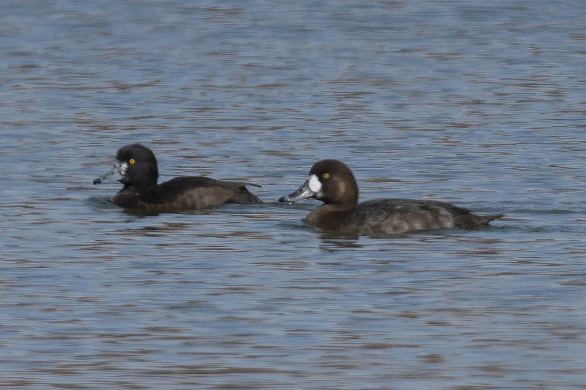 斑背潛鴨 - ML93176761