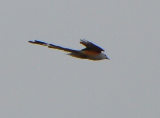 Scissor-tailed Flycatcher - M.K. McManus-Muldrow