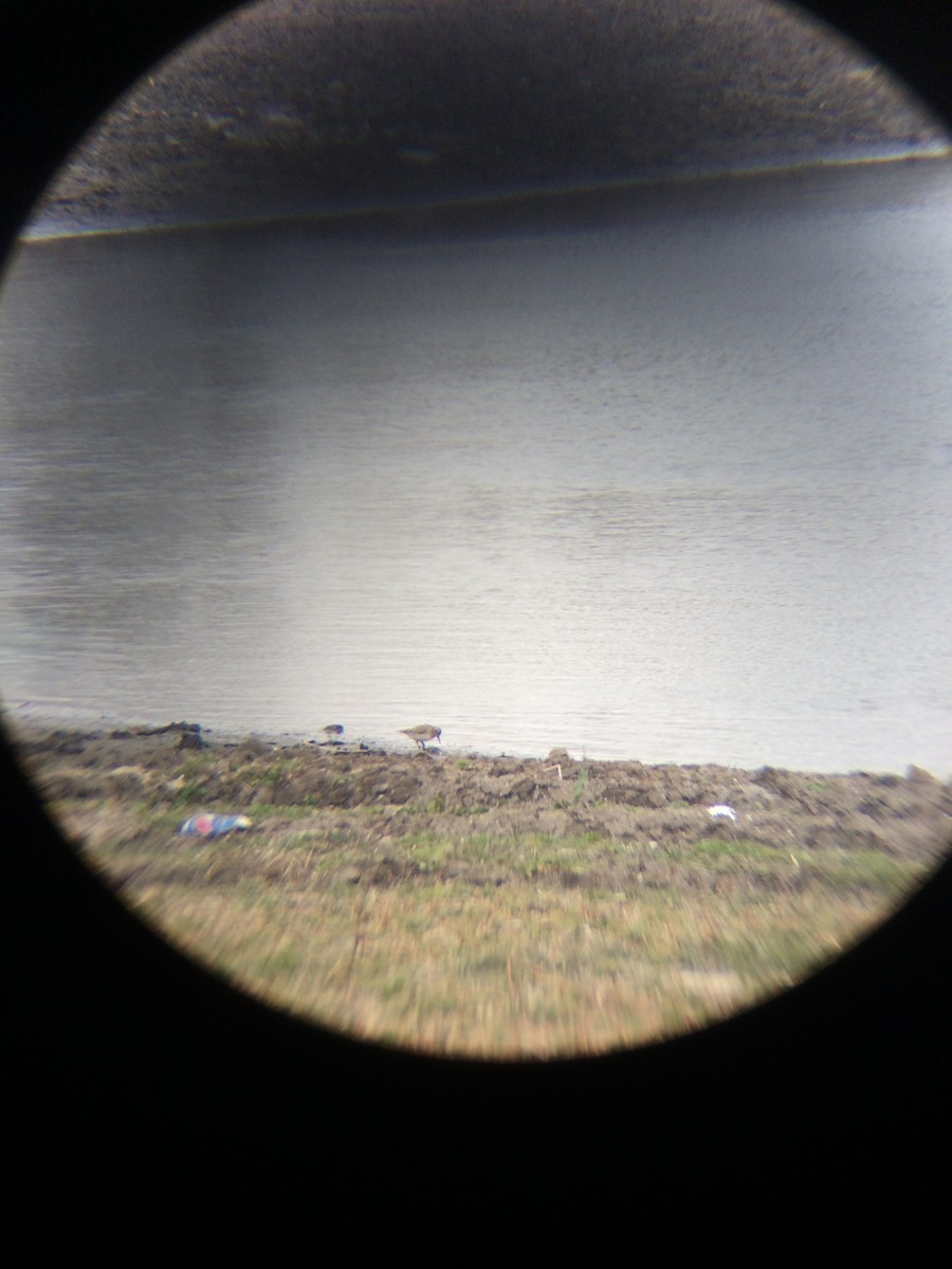 Semipalmated Sandpiper - ML93177961