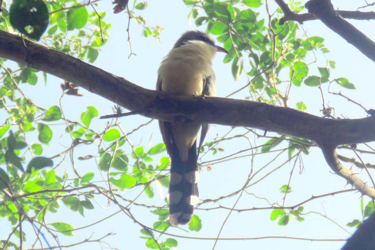 Mangrove Cuckoo - Matt Kelly