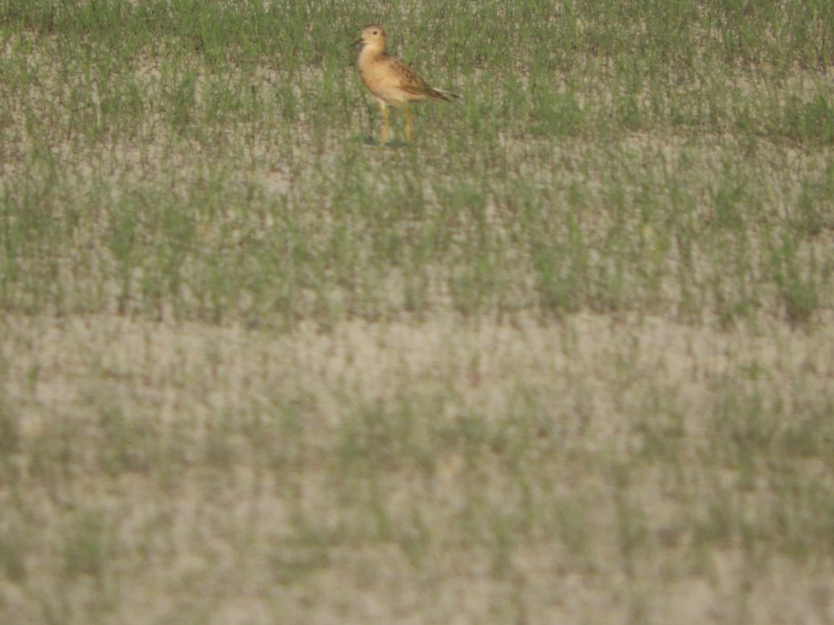 Buff-breasted Sandpiper - Silvia Enggist