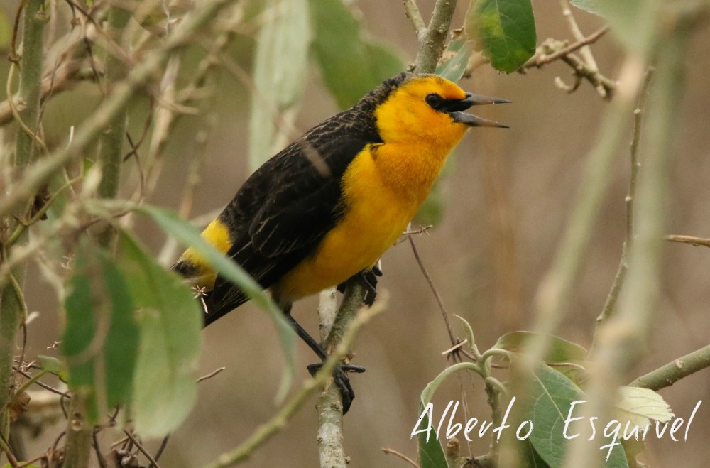 Saffron-cowled Blackbird - ML93185661