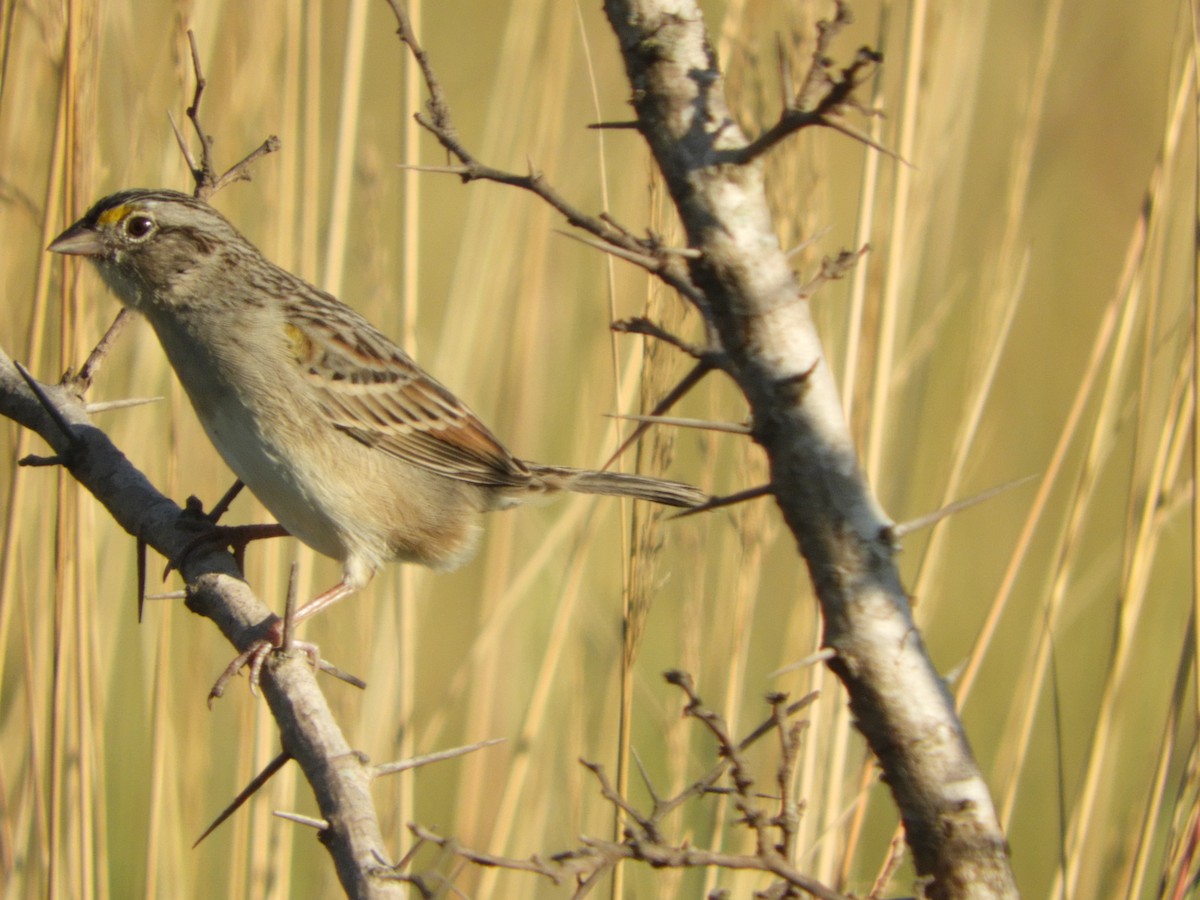 Grassland Sparrow - Silvia Enggist