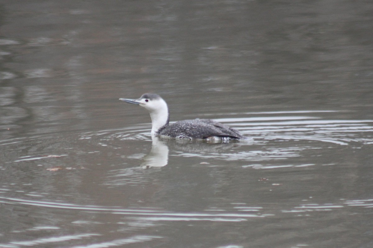 Red-throated Loon - ML93185981