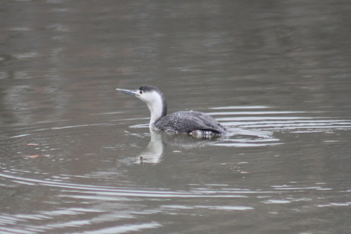 Red-throated Loon - ML93186001