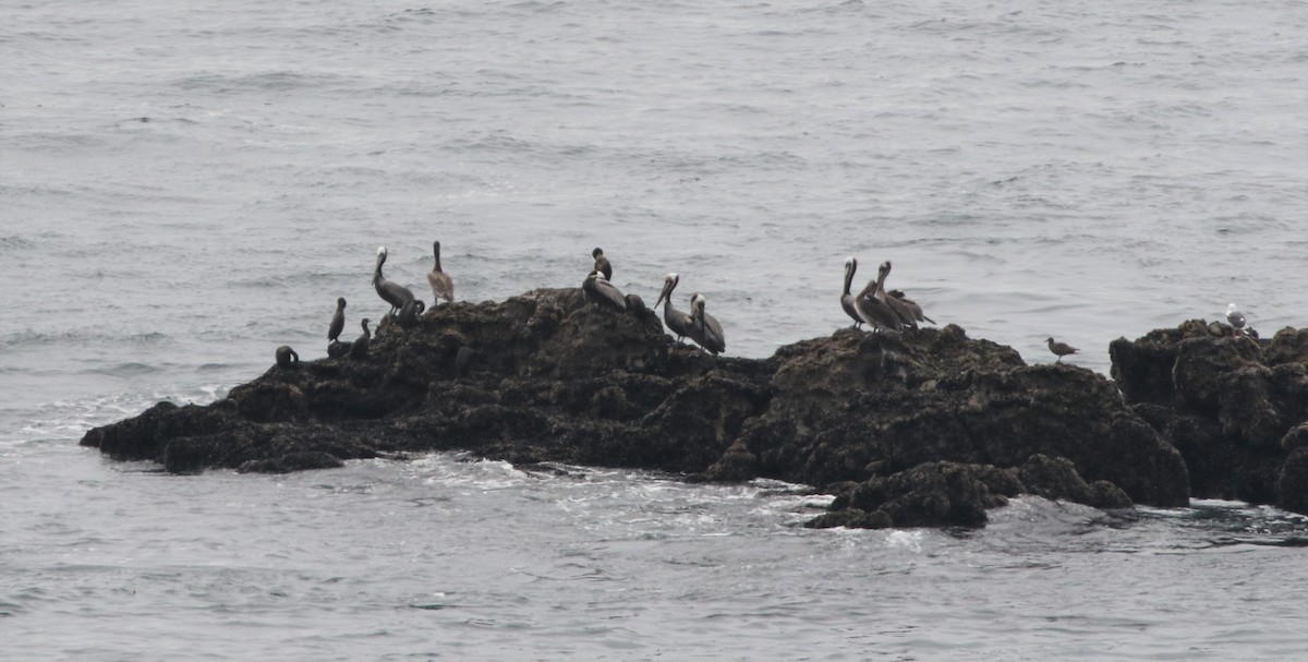 Brown Pelican - ML93187041