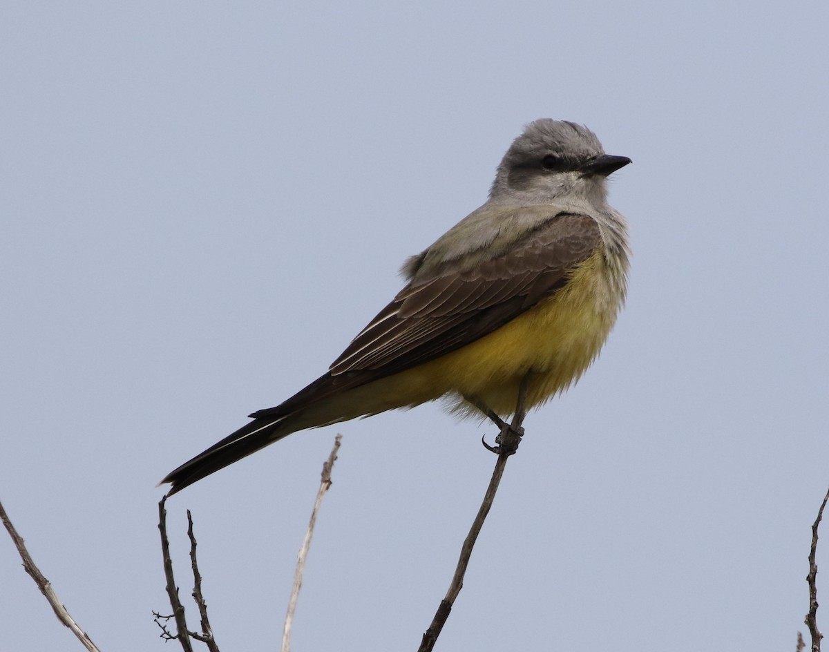 Western Kingbird - ML93187281