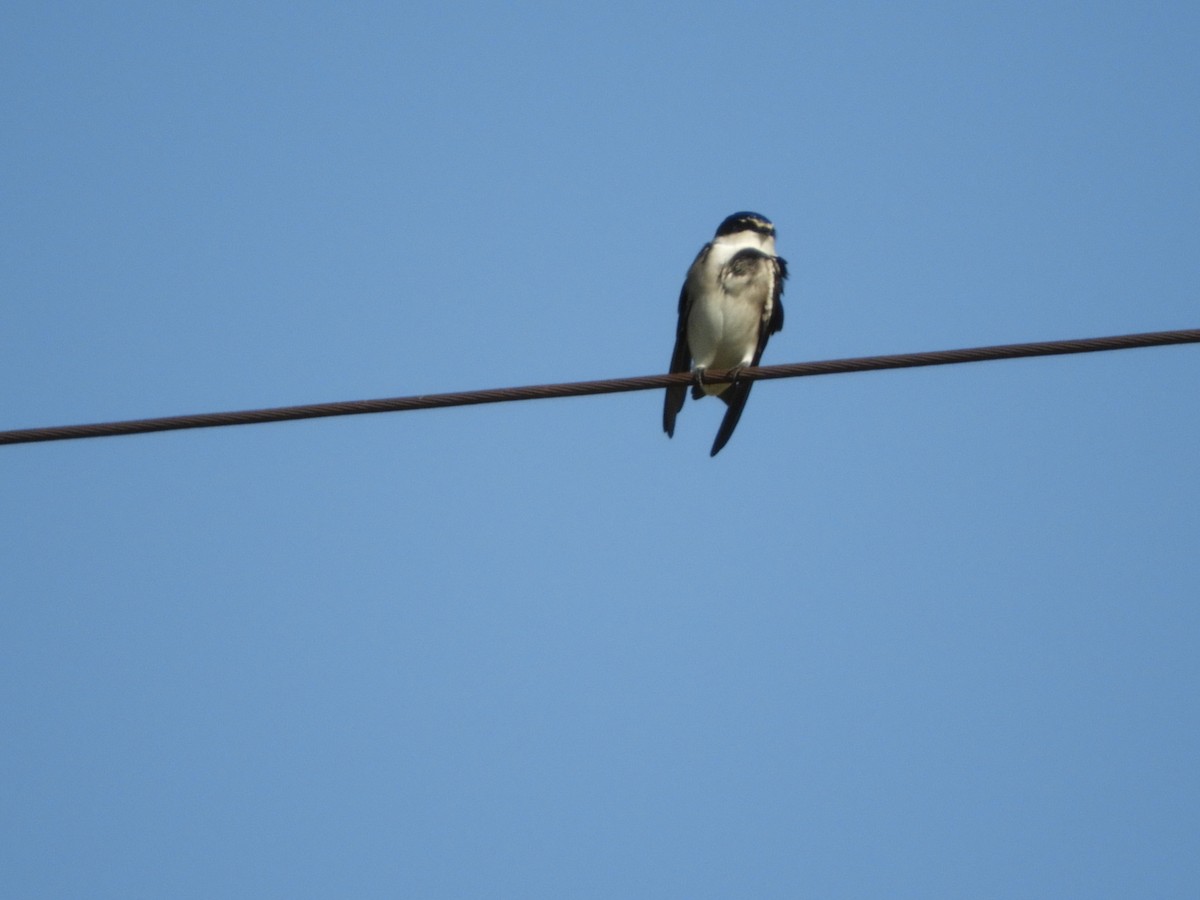 White-rumped Swallow - Silvia Enggist