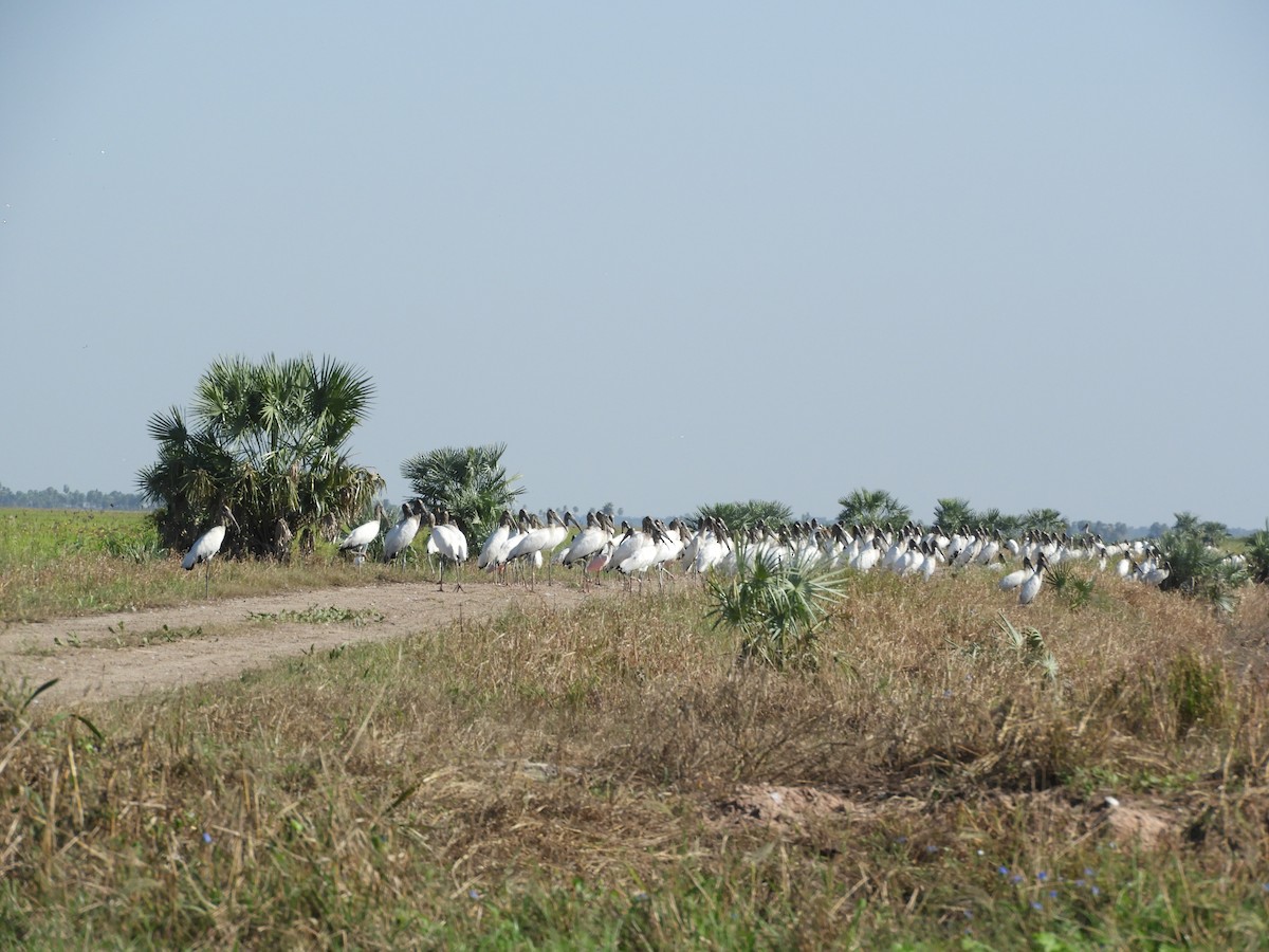 Wood Stork - ML93191001