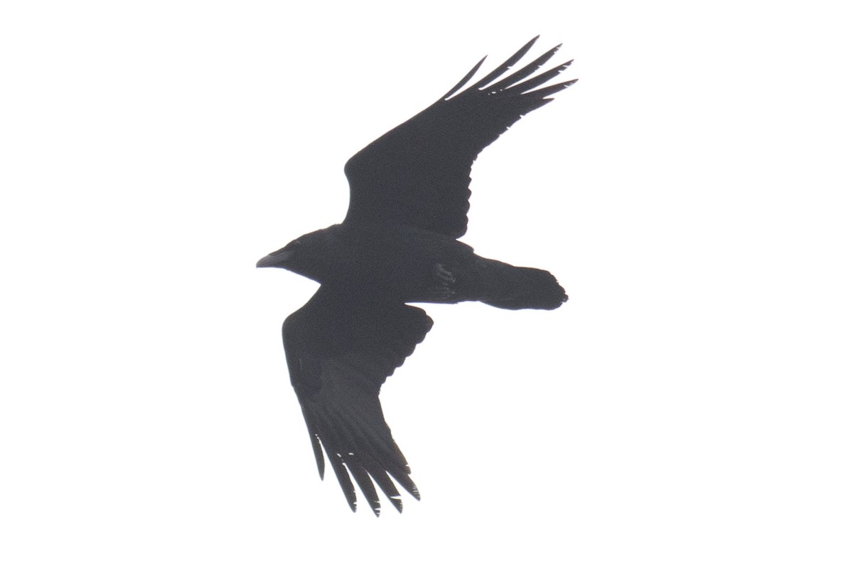 Common Raven - ML93191221