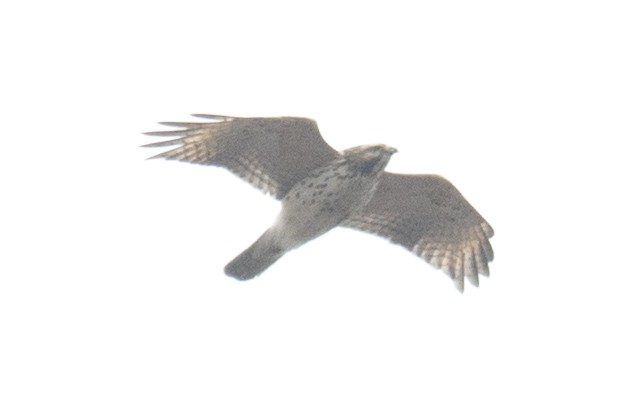 Red-shouldered Hawk - ML93191651