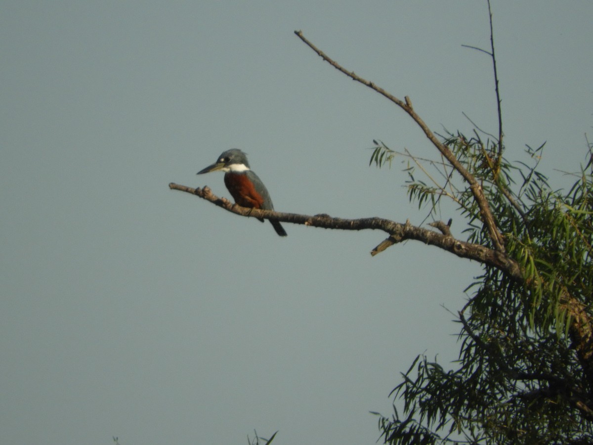Красногрудый зимородок - ML93192401