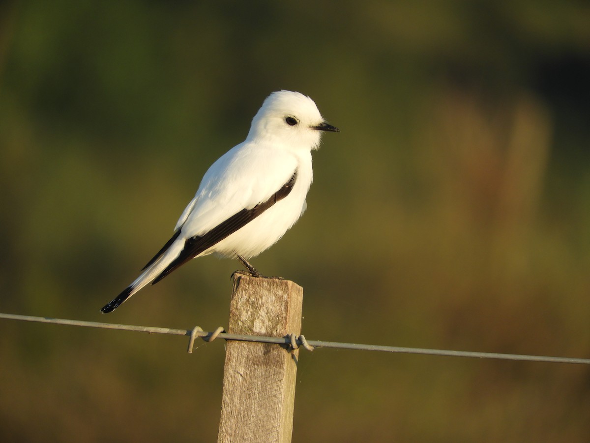 White Monjita - Silvia Enggist