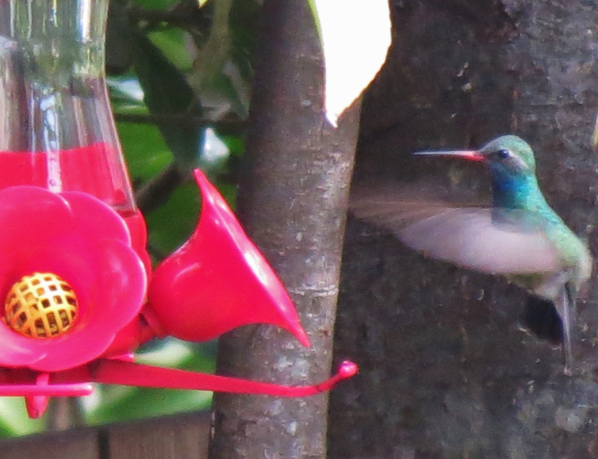 Ширококлювый колибри - ML93193421