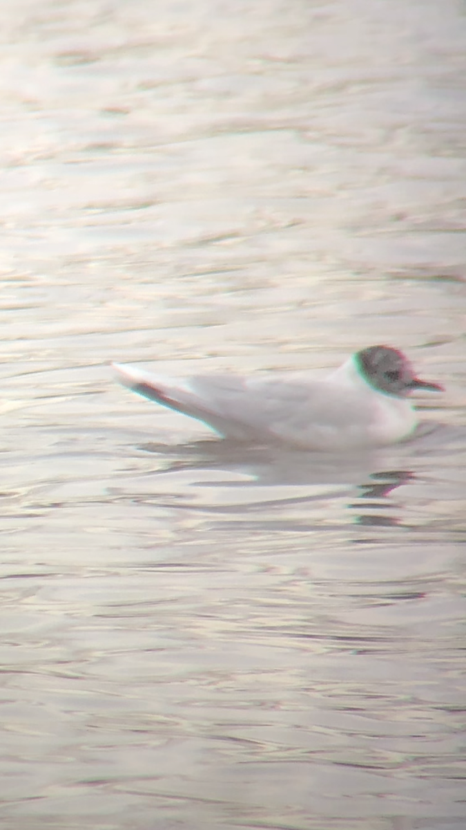 Mouette pygmée - ML93193621